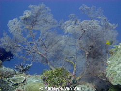 Underwater landscape - Wakatobi by Marteyne Van Well 